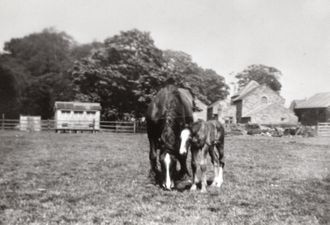 JE9 Greenhill Hall, 17 May. Henhouse, horse, foal