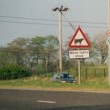 M190 Cow crossing sign put up beside the Bochum Parkway when it was ma