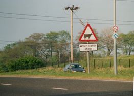M190 Cow crossing sign on Bochum Parkway when opened.