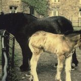 M232 Horse, foal and hen in front of Jordanthorpe Farm house