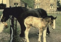 M232 Horse, foal and hen in front of Jordanthorpe Farm house.