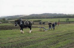 M236 Ploughing Match at Hazelbarrow, John Taylor of Ranskill & horse.
