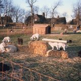M278 Animals at the Rare Breeds Centre, Graves Park. John Eaton’s alms
