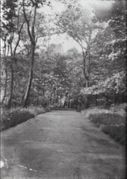 M80 One of five views of paths, thought to be in Graves Park.