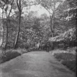 M80 One of five views of paths, thought to be in Graves park