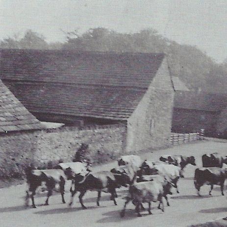 Mr Manby Allen driving cows from Park Farm to the fields