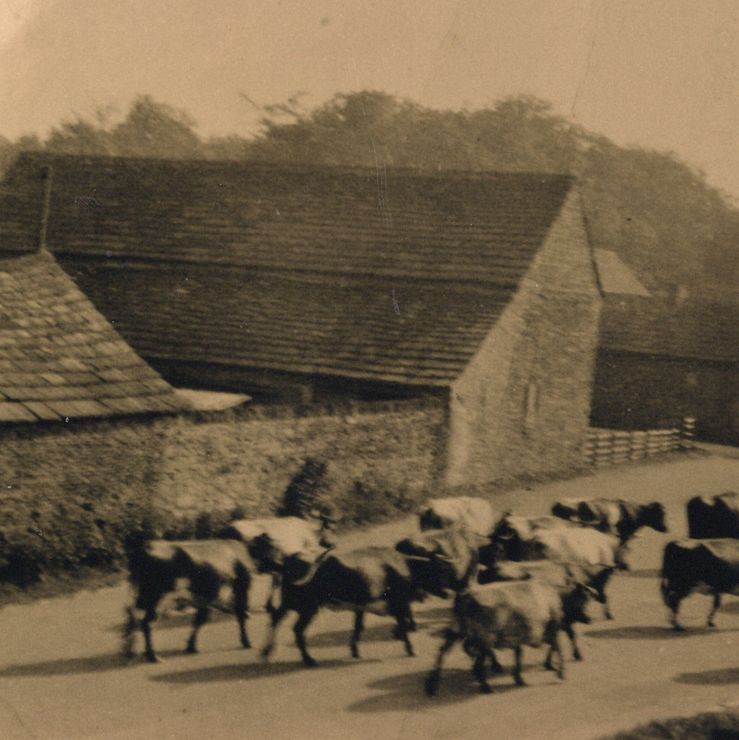 W5 1935 Manby Allen and dog driving cows from Park Farm back to fields