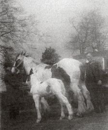 s161 Mr Space with foal & mare at Jordanthorpe Hall Farm, 12 May 1939.