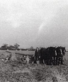 s167 John Bullifant's horses in Far Field, down Cinderhill Lane